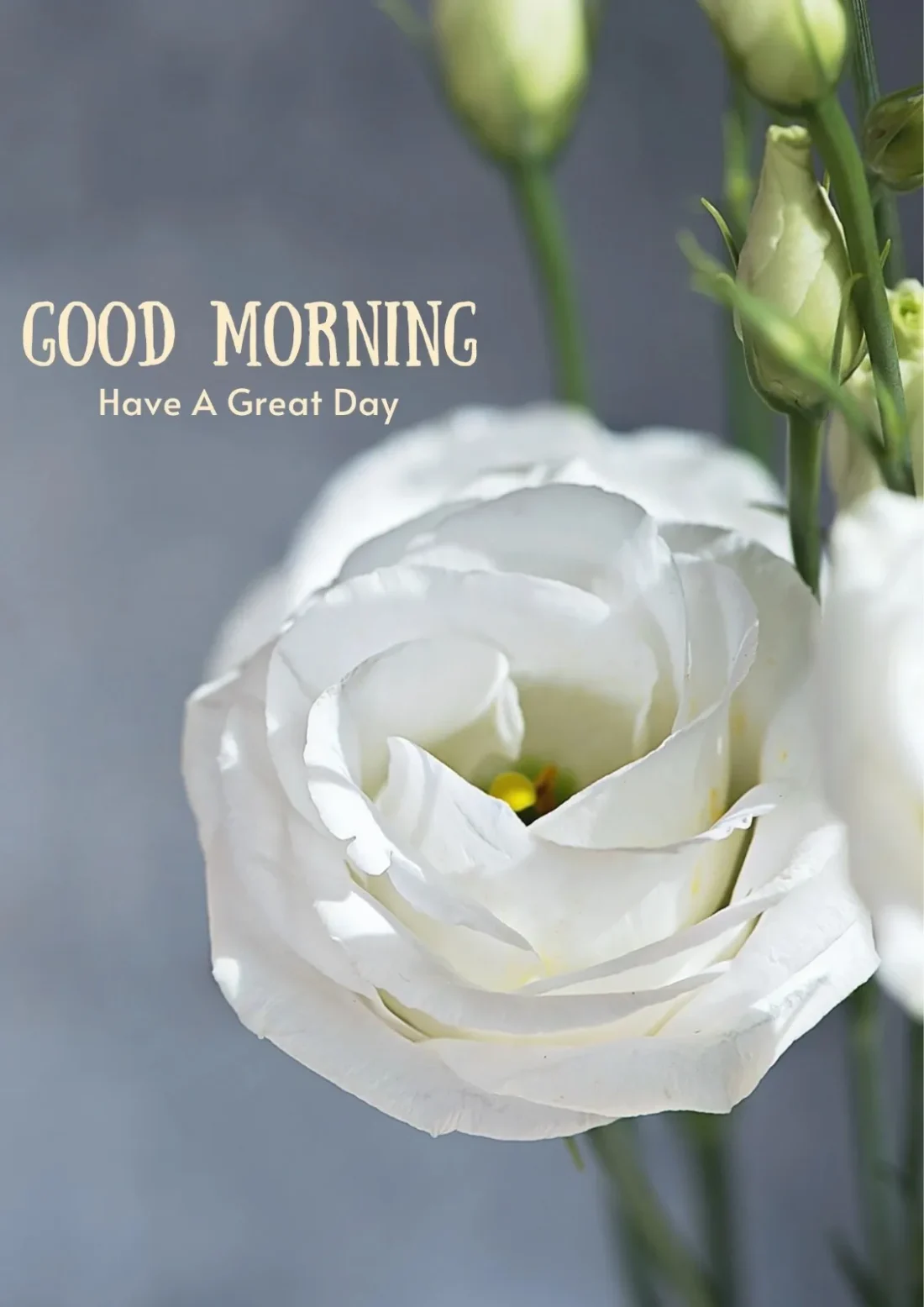 Faith based good morning quotes prayer messages